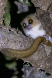 Madagascar 2022